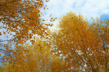 Yellow autumn leaves on background of blue cloudy sky. Bottom view of gold tree tops in good sunny weather.