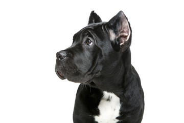 beautiful cane corso puppy