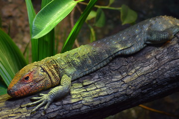Reptile 