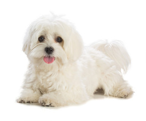 Lovely bichon on white background