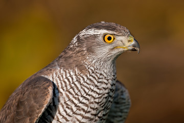 Northern Goshawk (Accipiter gentilis)