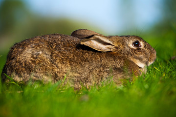 European Rabbit (Oryctolagus cuniculus)