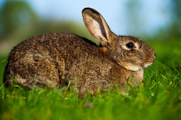 European Rabbit (Oryctolagus cuniculus)