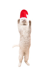 White cute santa claus cat in front of white background 