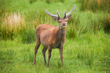 Naklejka na ściany i meble Deer in Highland Wildlife Park in Scotland