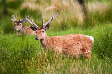 Deer in Highland Wildlife Park in Scotland
