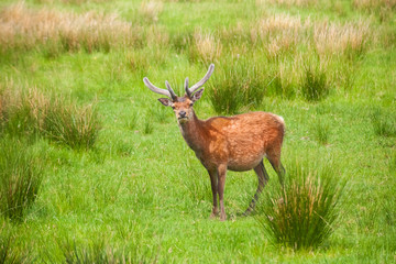 Deer in Highland Wildlife Park in Scotland