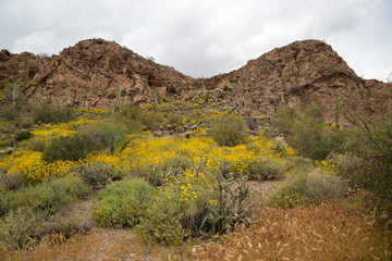 Desert Hills in Spring, Arizona, USA