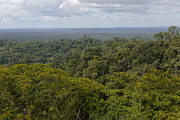 Fototapeta na wymiar La forêt amazonienne à perte de vue, des hauteurs da la montagne Bellevue dans le bourg de Cacao en Guyane française