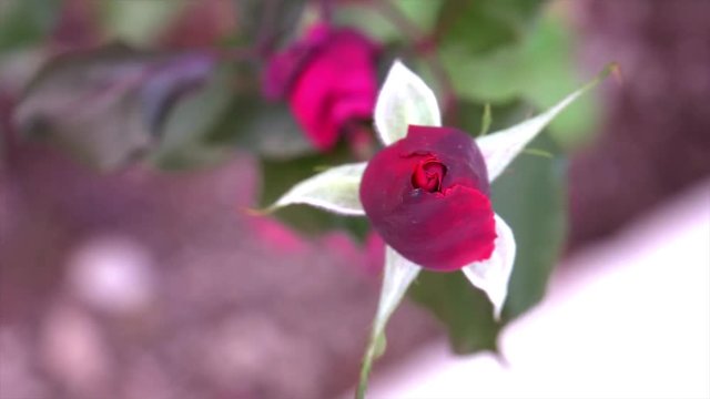 Rose bud romantic beautiful in the wind 4K - by HDFILM.IT