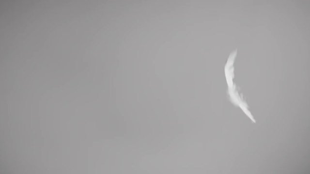 Falling feathers on white background in slow motion