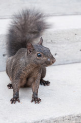 City greay squirrel closeup portrait