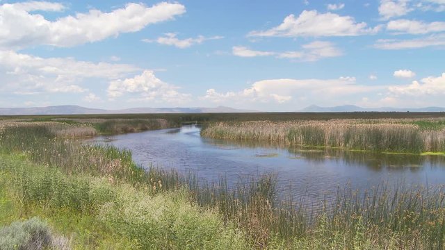 Marsh