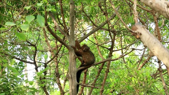 Red-bellied Lemur (Eulemur rubriventer) on tree