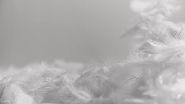 Feathers flying in the wind on clean white background