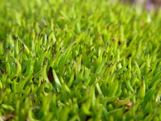 アイスランド・夏の野草