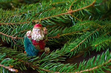 Santa Claus and pine branch
