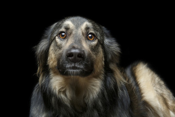 beautiful dog isolated on black