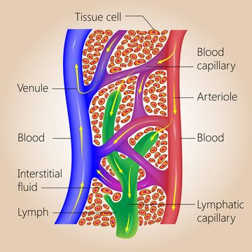 The lymph system, relationship of lymphatic capillaries to tissue cells and blood capillaries, vector medical illustration