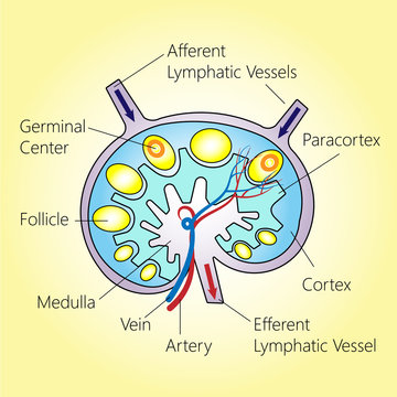 Bean-shaped lymph node structure, vector medical illustration
