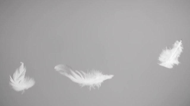 Flying feathers on white background in slow motion