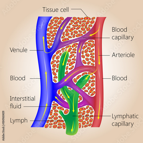 "The lymph system, relationship of lymphatic capillaries to tissue