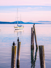 Cormorant on piles at the shore. Sidney, BC, Vancouver Island, Canada