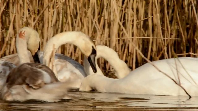 Mute Swan, Swans, Cygnus olor