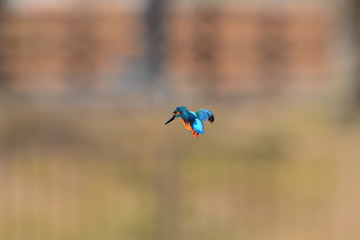 狙いを定めたカワセミ