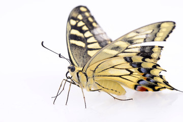 Colorful butterfly on a white background