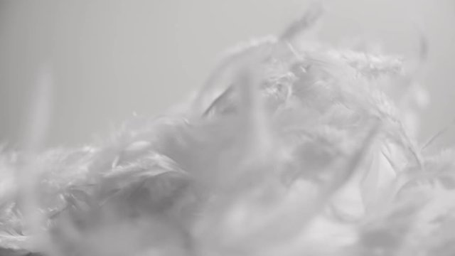 White feathers flying in the wind and falling down on clean soft background