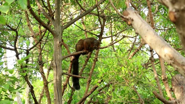 Red-bellied Lemur (Eulemur rubriventer) on tree