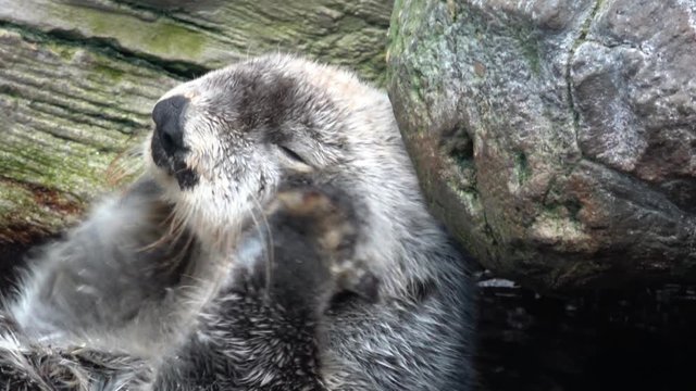 Lovely otter  otter is taking a bath