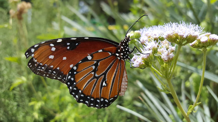 MacroMonarchButterfly&Flowers1