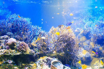 Obraz premium 水族館の水槽