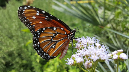 MacroMonarchButterfly&Flowers2