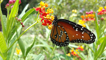 Obraz premium MacroMonarchButterfly&Flowers3