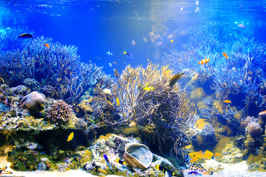 水族館の水槽