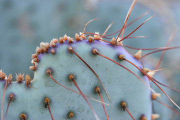 MacroCactus2