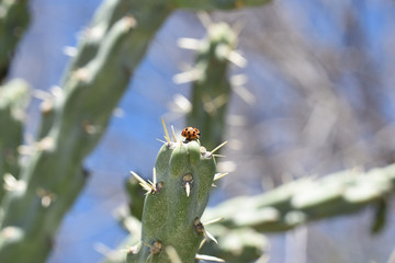MacroLadybug&Cactus