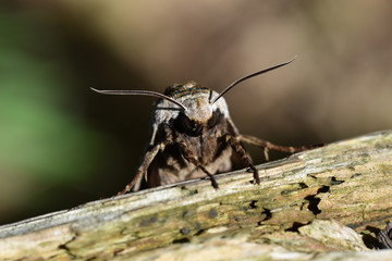 GiantSphinxMoth2