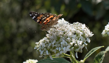 HuntTexasButterfly2