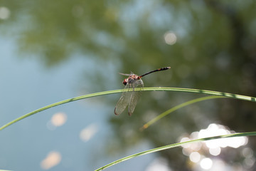 HuntTexasDragonfly2