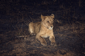 Serengeti National Park Lion