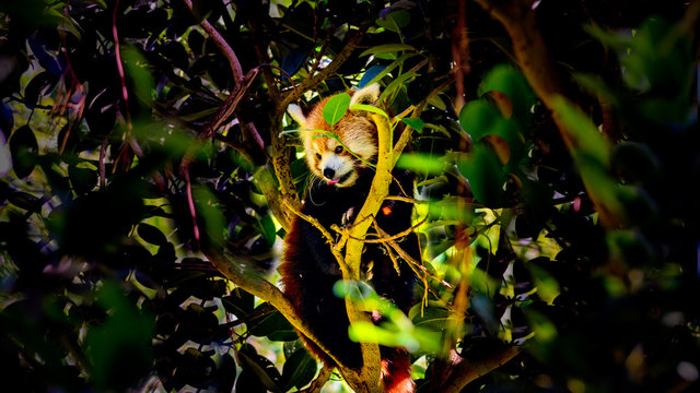 Der Kleine oder Roter Panda gut versteckt im Blattwerk.