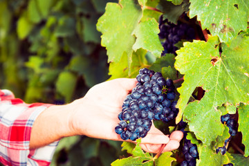 Winemaker Harvesting Grapes