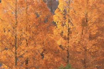 Background of Autumn Brown Larch Trees