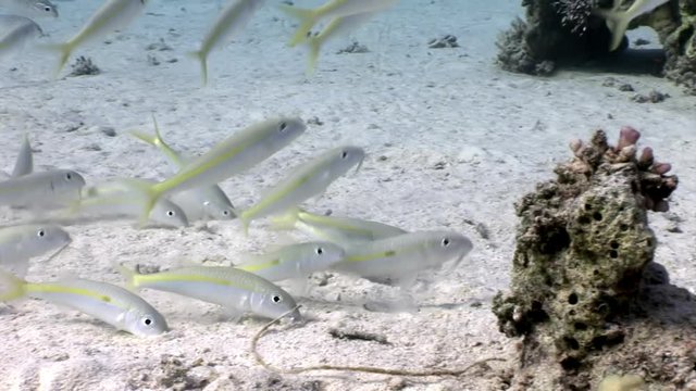 School of Yellowstripe Goatfish Mulloides Flavolineatus fish underwater Red sea. Mullidae inhabitant in marine nature of Egypt.