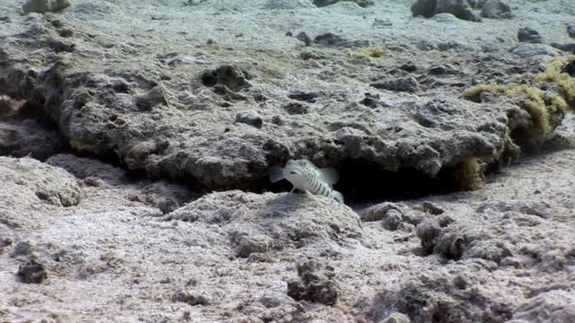 Speckled Sandperch fish is sitting motionless on seabed underwater Red sea. Relax video about Pinguipedidae in marine nature of Egypt.