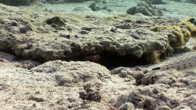 Speckled Sandperch fish is sitting motionless on seabed underwater Red sea. Relax video about Pinguipedidae in marine nature of Egypt.